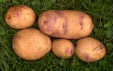 kestrel, potato tubers, jack dunnett variety